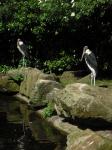 <img0*150:stuff/z/46887/Nehirwen%2520stock%2520-%2520Zoo%2520Animals%25202/Zoo%20146.jpg>