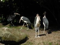 <img0*150:stuff/z/46887/Nehirwen%2520stock%2520-%2520Zoo%2520Animals%25202/Zoo%20147.jpg>