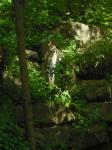 <img0*150:stuff/z/46887/Nehirwen%2520stock%2520-%2520Zoo%2520Animals%25202/Zoo%20156.jpg>