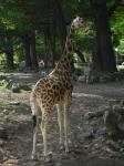 <img0*150:stuff/z/46887/Nehirwen%2520stock%2520-%2520Zoo%2520Animals%25202/Zoo%20158.jpg>