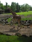 <img0*150:stuff/z/46887/Nehirwen%2520stock%2520-%2520Zoo%2520Animals%25202/Zoo%20160.jpg>
