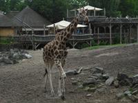 <img0*150:stuff/z/46887/Nehirwen%2520stock%2520-%2520Zoo%2520Animals%25202/Zoo%20175.jpg>