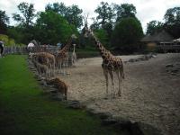 <img0*150:stuff/z/46887/Nehirwen%2520stock%2520-%2520Zoo%2520Animals%25202/Zoo%20178.jpg>