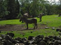 <img0*150:stuff/z/46887/Nehirwen%2520stock%2520-%2520Zoo%2520Animals%25202/Zoo%20186.jpg>