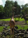 <img0*150:stuff/z/46887/Nehirwen%2520stock%2520-%2520Zoo%2520Animals%25202/Zoo%20191.jpg>