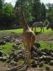 Nehirwen stock - Zoo Animals 2