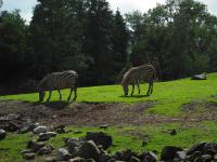 <img0*150:stuff/z/46887/Nehirwen%2520stock%2520-%2520Zoo%2520Animals%25202/Zoo%20195.jpg>
