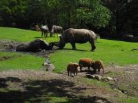 <img0*150:stuff/z/46887/Nehirwen%2520stock%2520-%2520Zoo%2520Animals%25202/Zoo%20200.jpg>