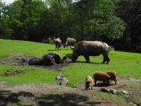 <img0*150:stuff/z/46887/Nehirwen%2520stock%2520-%2520Zoo%2520Animals%25202/Zoo%20202.jpg>