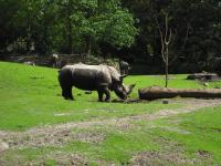 <img0*150:stuff/z/46887/Nehirwen%2520stock%2520-%2520Zoo%2520Animals%25202/Zoo%20208.jpg>