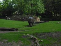 <img0*150:stuff/z/46887/Nehirwen%2520stock%2520-%2520Zoo%2520Animals%25202/Zoo%20213.jpg>