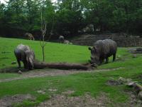 <img0*150:stuff/z/46887/Nehirwen%2520stock%2520-%2520Zoo%2520Animals%25202/Zoo%20217.jpg>