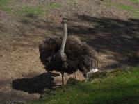 <img0*150:stuff/z/46887/Nehirwen%2520stock%2520-%2520Zoo%2520Animals%25202/Zoo%20220.jpg>