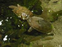 <img0*150:stuff/z/46887/Nehirwen%2520stock%2520-%2520Zoo%2520Animals%25202/Zoo%20230.jpg>