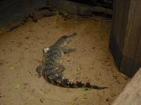 <img0*150:stuff/z/46887/Nehirwen%2520stock%2520-%2520Zoo%2520Animals%25202/Zoo%20236.jpg>