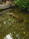 <img0*150:stuff/z/46887/Nehirwen%2520stock%2520-%2520Zoo%2520Animals%25202/Zoo%20240.jpg>