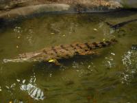 <img0*150:stuff/z/46887/Nehirwen%2520stock%2520-%2520Zoo%2520Animals%25202/Zoo%20242.jpg>