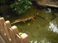 <img0*150:stuff/z/46887/Nehirwen%2520stock%2520-%2520Zoo%2520Animals%25202/Zoo%20245.jpg>