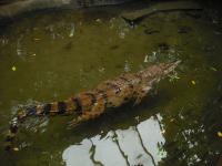 <img0*150:stuff/z/46887/Nehirwen%2520stock%2520-%2520Zoo%2520Animals%25202/Zoo%20249.jpg>