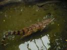 Nehirwen stock - Zoo Animals 2