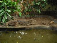 <img0*150:stuff/z/46887/Nehirwen%2520stock%2520-%2520Zoo%2520Animals%25202/Zoo%20250.jpg>