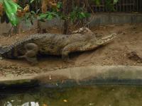 <img0*150:stuff/z/46887/Nehirwen%2520stock%2520-%2520Zoo%2520Animals%25202/Zoo%20252.jpg>