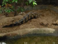 <img0*150:stuff/z/46887/Nehirwen%2520stock%2520-%2520Zoo%2520Animals%25202/Zoo%20255.jpg>