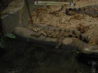 <img0*150:stuff/z/46887/Nehirwen%2520stock%2520-%2520Zoo%2520Animals%25202/Zoo%20263.jpg>