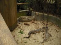 <img0*150:stuff/z/46887/Nehirwen%2520stock%2520-%2520Zoo%2520Animals%25202/Zoo%20269.jpg>