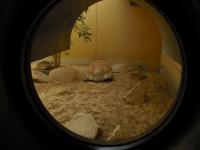 <img0*150:stuff/z/46887/Nehirwen%2520stock%2520-%2520Zoo%2520Animals%25202/Zoo%20273.jpg>