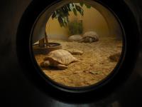 <img0*150:stuff/z/46887/Nehirwen%2520stock%2520-%2520Zoo%2520Animals%25202/Zoo%20275.jpg>