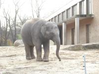 <img0*150:stuff/z/46887/Nehirwen%2520stock%2520-%2520Zoo%2520Animals/Berlin%20045.jpg>