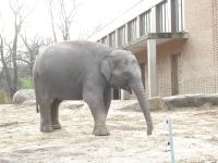 <img0*150:stuff/z/46887/Nehirwen%2520stock%2520-%2520Zoo%2520Animals/Berlin%20046.jpg>