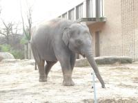 <img0*150:stuff/z/46887/Nehirwen%2520stock%2520-%2520Zoo%2520Animals/Berlin%20047.jpg>