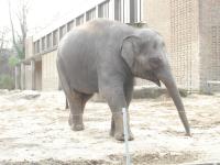 <img0*150:stuff/z/46887/Nehirwen%2520stock%2520-%2520Zoo%2520Animals/Berlin%20048.jpg>