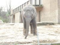 <img0*150:stuff/z/46887/Nehirwen%2520stock%2520-%2520Zoo%2520Animals/Berlin%20049.jpg>