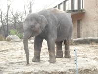<img0*150:stuff/z/46887/Nehirwen%2520stock%2520-%2520Zoo%2520Animals/Berlin%20050.jpg>