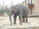 Nehirwen stock - Zoo Animals