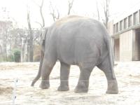 <img0*150:stuff/z/46887/Nehirwen%2520stock%2520-%2520Zoo%2520Animals/Berlin%20051.jpg>