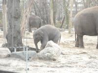 <img0*150:stuff/z/46887/Nehirwen%2520stock%2520-%2520Zoo%2520Animals/Berlin%20052.jpg>