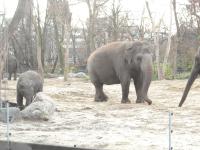 <img0*150:stuff/z/46887/Nehirwen%2520stock%2520-%2520Zoo%2520Animals/Berlin%20053.jpg>