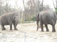 <img0*150:stuff/z/46887/Nehirwen%2520stock%2520-%2520Zoo%2520Animals/Berlin%20054.jpg>