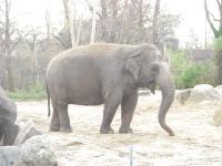 <img0*150:stuff/z/46887/Nehirwen%2520stock%2520-%2520Zoo%2520Animals/Berlin%20055.jpg>
