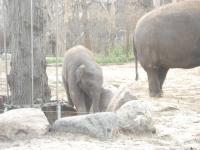 <img0*150:stuff/z/46887/Nehirwen%2520stock%2520-%2520Zoo%2520Animals/Berlin%20056.jpg>