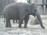 <img0*150:stuff/z/46887/Nehirwen%2520stock%2520-%2520Zoo%2520Animals/Berlin%20058.jpg>