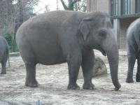 <img0*150:stuff/z/46887/Nehirwen%2520stock%2520-%2520Zoo%2520Animals/Berlin%20060.jpg>