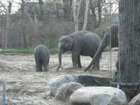<img0*150:stuff/z/46887/Nehirwen%2520stock%2520-%2520Zoo%2520Animals/Berlin%20062.jpg>