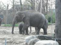<img0*150:stuff/z/46887/Nehirwen%2520stock%2520-%2520Zoo%2520Animals/Berlin%20063.jpg>