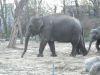 <img0*150:stuff/z/46887/Nehirwen%2520stock%2520-%2520Zoo%2520Animals/Berlin%20064.jpg>