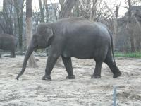 <img0*150:stuff/z/46887/Nehirwen%2520stock%2520-%2520Zoo%2520Animals/Berlin%20065.jpg>